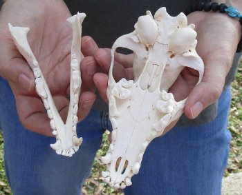  For Sale African Black-Backed Jackal Skull, 6 inches $90