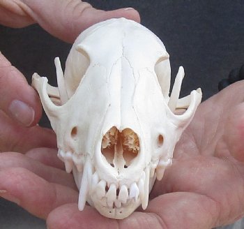  For Sale African Black-Backed Jackal Skull, 6 inches $90