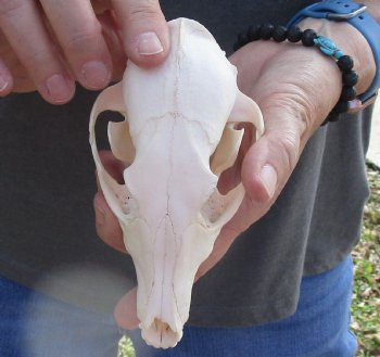  For Sale African Black-Backed Jackal Skull, 6 inches $90