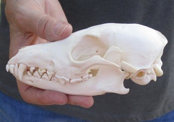  For Sale African Black-Backed Jackal Skull, 6 inches $90