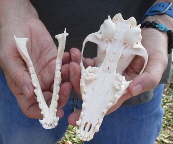  For Sale African Black-Backed Jackal Skull, 6 inches $90