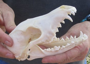  For Sale African Black-Backed Jackal Skull, 6 inches $90