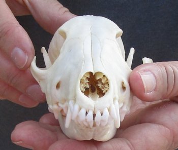  For Sale African Black-Backed Jackal Skull, 6 inches $90