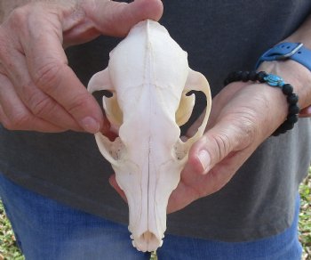  For Sale African Black-Backed Jackal Skull, 6 inches $90