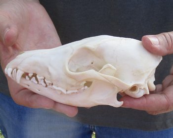  For Sale African Black-Backed Jackal Skull, 6 inches $90