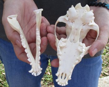  For Sale African Black-Backed Jackal Skull, 6 inches $90