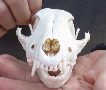  African Black-Backed Jackal Skull, 6 inches, available for purchase $90