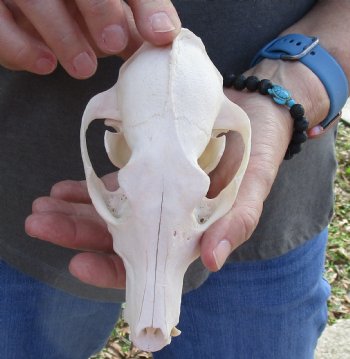  African Black-Backed Jackal Skull, 6 inches, available for purchase $90