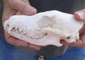  African Black-Backed Jackal Skull, 6 inches, available for purchase $90