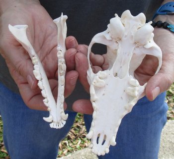  African Black-Backed Jackal Skull, 6 inches, available for purchase $90