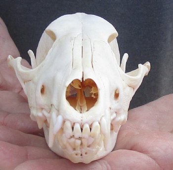  African Black-Backed Jackal Skull, 6 inches, available for purchase $90