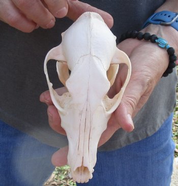  African Black-Backed Jackal Skull, 6 inches, available for purchase $90