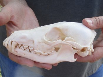  African Black-Backed Jackal Skull, 6 inches, available for purchase $90