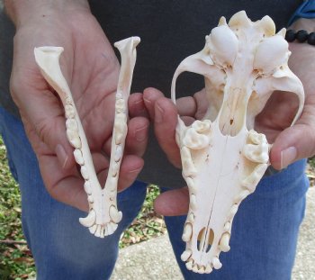  African Black-Backed Jackal Skull, 6 inches, available for purchase $90