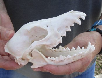  African Black-Backed Jackal Skull, 6 inches, available for purchase $90