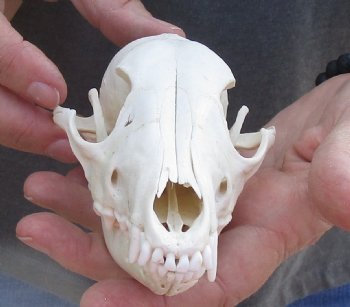  African Black-Backed Jackal Skull, 6 inches, available for purchase $90