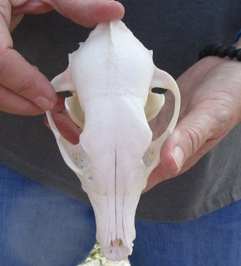  African Black-Backed Jackal Skull, 6 inches, available for purchase $90