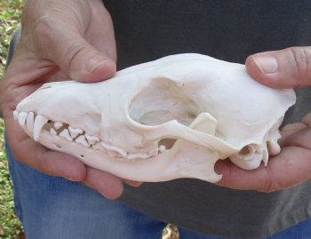  African Black-Backed Jackal Skull, 6 inches, available for purchase $90