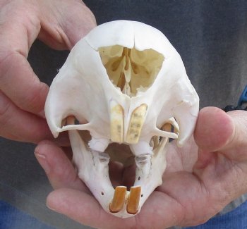 For Sale Cape Porcupine Skull measuring 5-1/2 inches long - $80