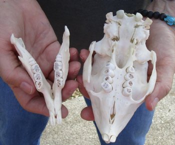 For Sale Cape Porcupine Skull measuring 5-1/2 inches long - $80