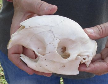 For Sale Cape Porcupine Skull measuring 5 inches long - $80