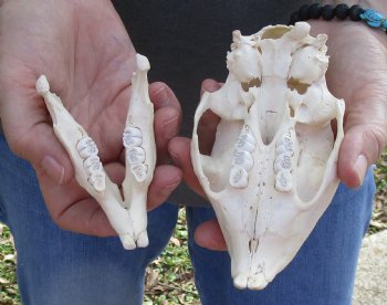 For Sale Cape Porcupine Skull measuring 5 inches long - $80