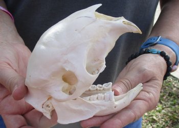 Cape Porcupine Skull measuring 5-1/2 inches long, available for purchase - $80