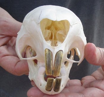 Cape Porcupine Skull measuring 5-1/2 inches long, available for purchase - $80