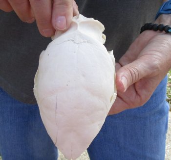 Cape Porcupine Skull measuring 5-1/2 inches long, available for purchase - $80