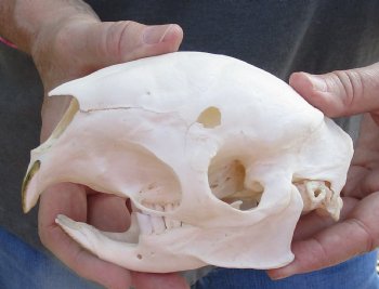 Cape Porcupine Skull measuring 5-1/2 inches long, available for purchase - $80