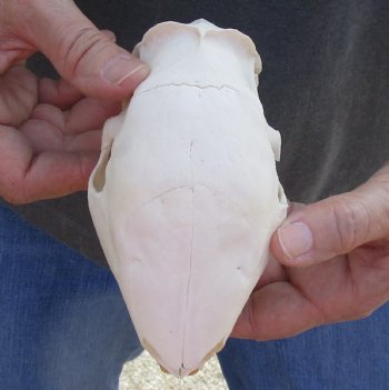 Cape Porcupine Skull measuring 5-1/4 inches long, available for purchase - $80