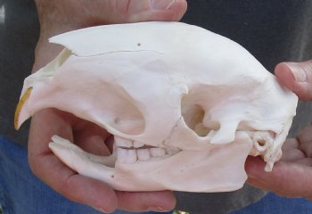 Cape Porcupine Skull measuring 5-1/4 inches long, available for purchase - $80