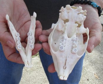 Cape Porcupine Skull measuring 5-1/4 inches long, available for purchase - $80