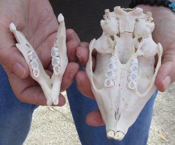 Cape Porcupine Skull measuring 5 inches long, available for purchase - $80