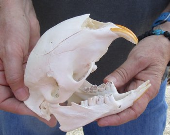 Authentic Cape Porcupine Skull measuring 5-3/4 inches long - $80