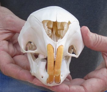 Authentic Cape Porcupine Skull measuring 5-3/4 inches long - $80