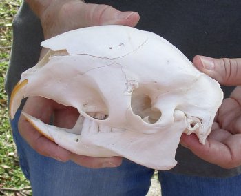 Authentic Cape Porcupine Skull measuring 5-3/4 inches long - $80