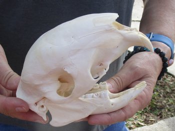 Authentic Cape Porcupine Skull measuring 6 inches long - $80