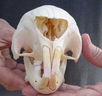 Authentic Cape Porcupine Skull measuring 6 inches long - $80