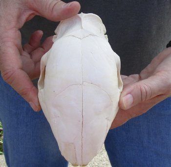 Authentic Cape Porcupine Skull measuring 6 inches long - $80