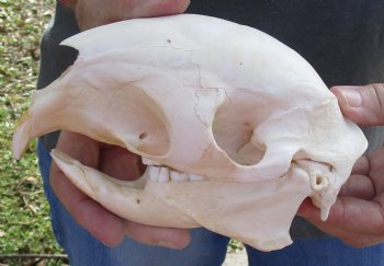 Authentic Cape Porcupine Skull measuring 6 inches long - $80