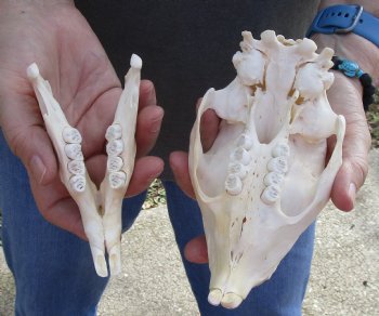 Authentic Cape Porcupine Skull measuring 6 inches long - $80