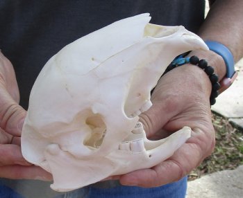 Cape Porcupine Skull measuring 5-1/2 inches long, available for purchase - $80