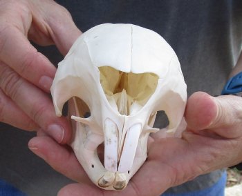 Cape Porcupine Skull measuring 5-1/2 inches long, available for purchase - $80