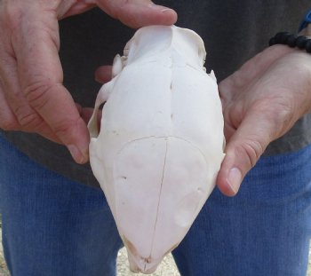 Cape Porcupine Skull measuring 5-1/2 inches long, available for purchase - $80