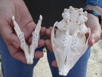 Cape Porcupine Skull measuring 5-1/2 inches long, available for purchase - $80