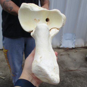 40" Giraffe Radius with Ulna Leg Bone - $155