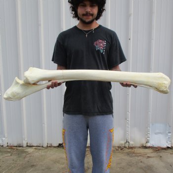 40" Giraffe Radius with Ulna Leg Bone - $155