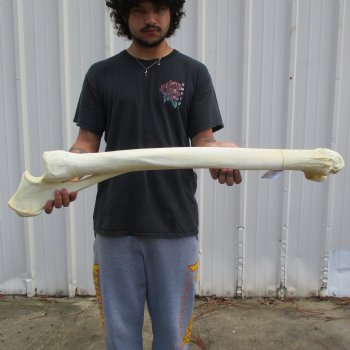 37" Giraffe Radius with Ulna Leg Bone - $150