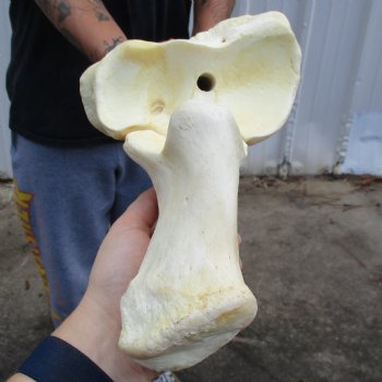 37" Giraffe Radius with Ulna Leg Bone - $150